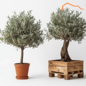 Olijfbomen (verhuur)